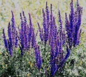 salvie officinalis ulei volatil (ulei de salvie) Uleiul esential de Salvia officinalis