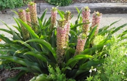 plantare și îngrijire Eukomis (foto) Cum să crească un copac de palmier ananas în secretele sale de grădină din dreapta (foto) plantare și îngrijire Eukomis (foto) Cum să crească un copac de palmier ananas în secretele sale grădină dreapta