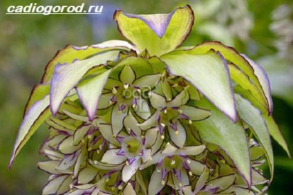Eukomis flori (Sharl Perete Bryutel) floare Eukomis