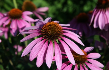 Descriere Echinacea, instruirea și utilizarea copiilor, ru-babyhealth (descriere) Descriere Echinacea, instruirea și utilizarea copiilor, ru-babyhealth