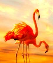 Feng Shui pentru dragoste (dragoste) Feng Shui pentru dragoste