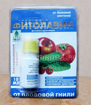 Fitolavin - TEXTE, aplicație, instruire special de droguri (fitolavin) Fitolavin - TEXTE, aplicație, instrucțiuni special de droguri