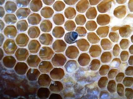 Pentru totdeauna Royal Jelly (lăptișor de matcă pentru totdeauna), proprietățile benefice ale aloe vera (pentru totdeauna) Pentru totdeauna Royal Jelly (lăptișor de matcă pentru totdeauna), proprietățile benefice ale aloe vera