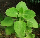 Forskolină - Coleus forskohlii (creștere de grăsime musculare) Coleus forskohlii - forskolină