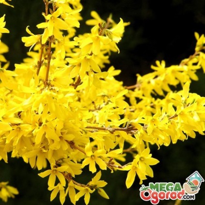 fotografii Forsythia, descriere, soiuri populare, de plantare, îngrijire și reproducere (Forsythia) fotografii Forsythia, descriere, soiuri populare, de plantare, îngrijire și propagare