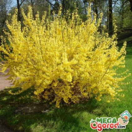 fotografii Forsythia, descriere, soiuri populare, de plantare, de îngrijire și de reproducere (descriere) fotografii Forsythia, descriere, soiuri populare, de plantare, îngrijire și propagare