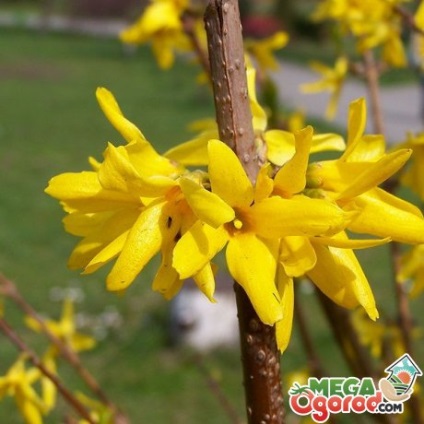fotografii Forsythia, descriere, soiuri populare, de plantare, de îngrijire și de reproducere (populare) fotografii Forsythia, descriere, soiuri populare, de plantare, îngrijire și propagare