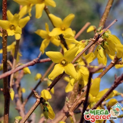 fotografii Forsythia, descriere, soiuri populare, de plantare, de îngrijire și de reproducere (soi) fotografii Forsythia, descriere, soiuri populare, de plantare, îngrijire și propagare