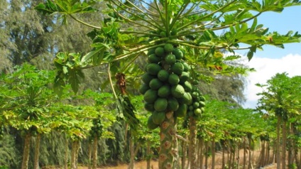 papaya Fructe - proprietăți utile și contraindicații (utile) papaya Fructe - proprietăți utile și contraindicații