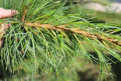 Rășinoase Fusarium (Fusarium) Fusarium coniferele