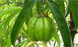 Garcinia Slimming comentarii, cum să ia rezultatele (slăbire) Garcinia Slimming comentarii, cum să ia rezultatele