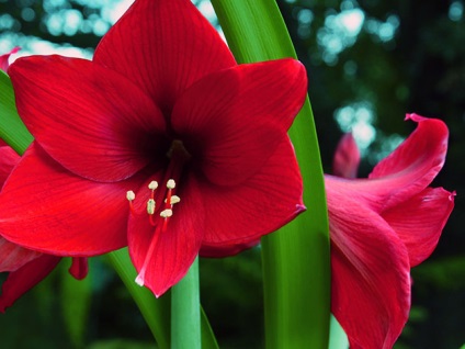 Hippeastrum și Amaryllis - principalele diferențe și fotografie (Hippeastrum) Hippeastrum și Amaryllis - principalele diferențe și fotografii