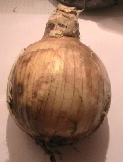 Hippeastrum și Amaryllis - diferențele principale și fotografii (imagini) Hippeastrum și Amaryllis - principalele diferențe și fotografii