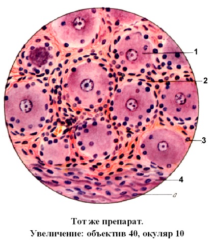 Histologie sistemului nervos autonom și somatice - studopediya (manual) Histologie sistemului nervos autonom și somatice - studopediya