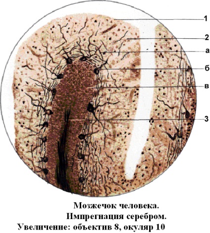 Histologie sistemului nervos autonom și somatice - studopediya (Manuale) Histologie sistemului nervos autonom și somatice - studopediya