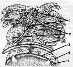 reticulul endoplasmic neted (endoplasmic) reticulul endoplasmic neted