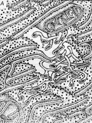 reticulul endoplasmic neted (în interiorul membranei spațiu-stve) reticulul endoplasmic neted