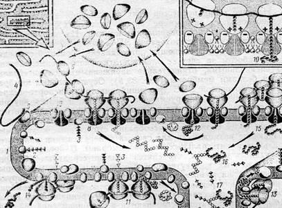 Smooth reticulul endoplasmic (neted) reticulul endoplasmic neted