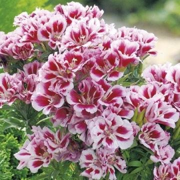 plantare Godetsiya și de îngrijire de flori de grădină (plante godetsiya de destinație) plantare Godetsiya și îngrijire de flori de grădină
