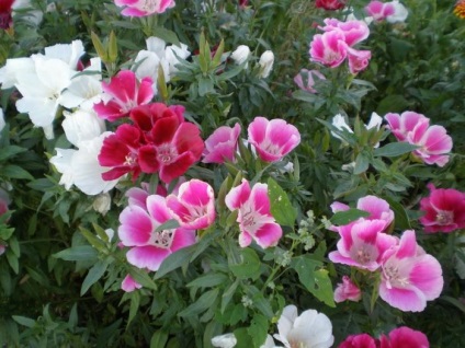 plantarea Godetsiya și îngrijirea florilor de grădină (astfel de plante godetsiya) plantare Godetsiya și îngrijire de flori de grădină