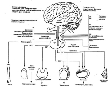 Regulamentul Hormonal funcțiilor (efectul metabolismului grăsimilor) Funcții de reglare hormonali