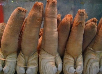 Geoduck - un absolut Detinatorul recordului printre moluștele (geoduck) Geoduck - un absolut Detinatorul recordului printre moluștele