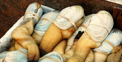 Geoduck - un absolut Detinatorul recordului printre moluște (scoici) Geoduck - un absolut Detinatorul recordului printre moluștele