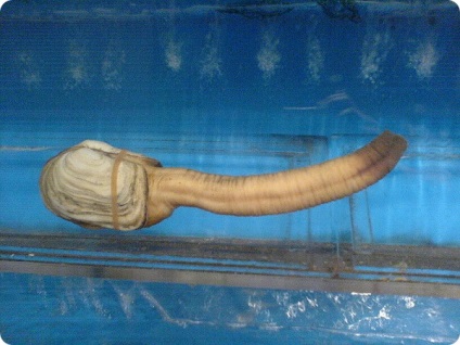Geoduck (lat (neobișnuit) Geoduck (limba latină: