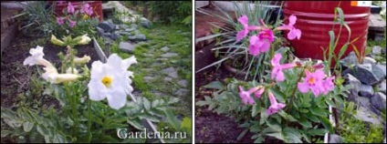 Incarvillea în grădina Siberian (grădina) Incarvillea în grădină siberian