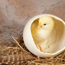 fapte interesante despre mangaiati pasarea (perus) fapte interesante despre budgies