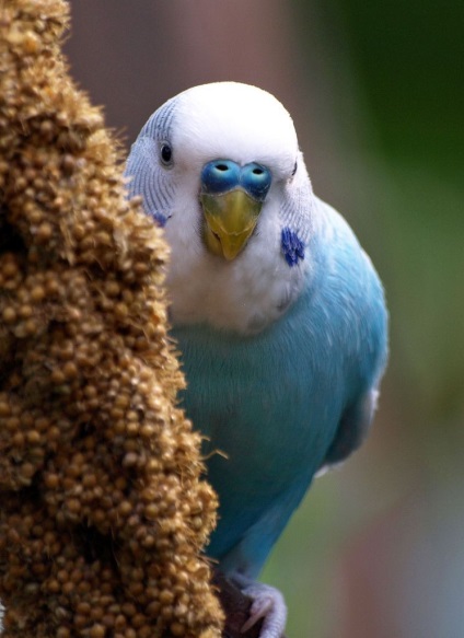 Fapte interesante despre budgies (interesante) fapte interesante despre budgies