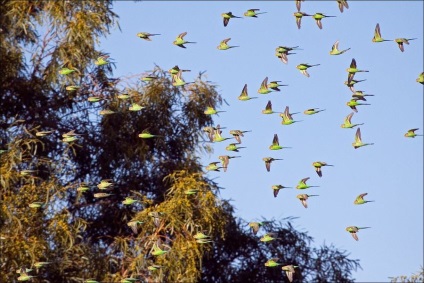 fapte interesante despre budgies