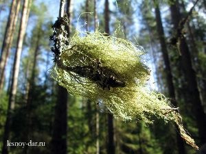 licheni interesante (indicatori) purității aerului licheni interesante