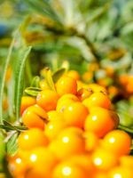 Ce vitamine din ardei gras (vitamine) Ce vitamine din piper bulgar