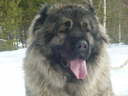 Cum să se hrănească Ciobanii din Asia - dice asiatice - hranei pentru animale (Shepherd din Asia) Cum să se hrănească Ciobanii din Asia - zarurile asiatice - hrana pentru animale