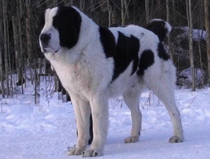 Cum să se hrănească Ciobanii din Asia - dice asiatice - furaje (Dog) Cum să se hrănească Ciobanii din Asia - zarurile asiatice - hrana pentru animale