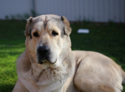 Cum să se hrănească Ciobanii din Asia - os din Asia - hrană pentru animale de companie (uscat) Cum să se hrănească Ciobanii din Asia - zarurile asiatice - hrana pentru animale