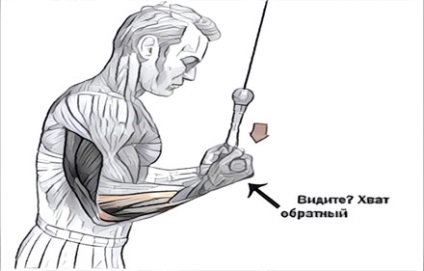Cum de a construi mâinile în sala de gimnastică, Academia de sport (cum să pompeze mâinile în sala de sport? Cum să pompeze pe mâini) Cum de a construi mâinile în sala de sport, Academia de sport