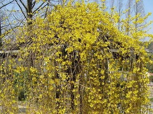 Cum de plantare, îngrijirea, curățarea și propagarea Forsythia (soiuri Foto) (soiuri) Cum de plantare, îngrijirea, curățarea și propagarea Forsythia (soiuri Foto)