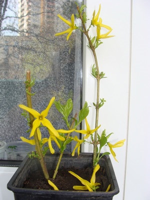 Cum de plantare, îngrijirea, curățarea și propagarea Forsythia (soiuri Foto) (plantare) Cum de plantare, îngrijirea, curățarea și propagarea Forsythia (soiuri Foto)