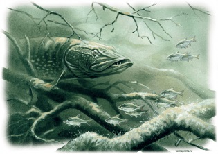 Ca Vânătorile pike (stiuca) Ca stiuca vanatoare