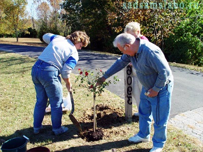 Cum să planteze trandafiri, sfaturi, recomandări (plante) Cum să planteze trandafiri, sfaturi