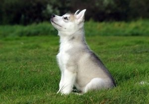 Cum de a alege un Husky catelus (Husky) Cum de a alege un catelus Husky