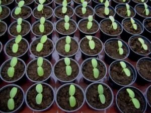 Cum de a planta dovlecelul si suc de fructe 1 (plante) Cum de a planta dovlecel si dovleac 1