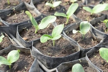 Cum de a planta dovlecelul si suc de fructe 1 (dovlecel) Cum de a planta dovlecel si dovleac 1