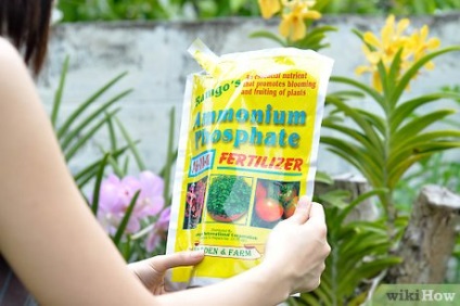Cum să aibă grijă de floarea-soarelui () Cum să aibă grijă de floarea soarelui