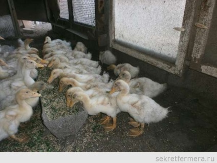 În ceea ce uhazhivt pentru rațe în primele zile și săptămâni de viață (săptămâni) În ceea ce uhazhivt pentru rațe în primele zile și săptămâni de viață