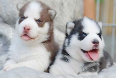 Cum de a alege un catelus Husky Siberian (Husky) Cum de a alege un catelus Husky Siberian