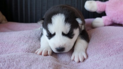 Cum de a alege un catelus Husky 1 (pentru a alege un catelus Husky) Cum de a alege un catelus Husky 1