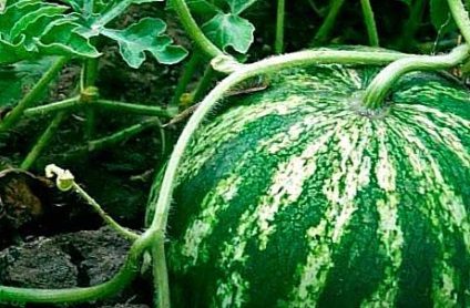 Cum de a alege un pepene copt 10 sfaturi de top! (Se determină gradul de coacere de pepene verde) Cum de a alege un pepene copt 10 sfaturi de top!